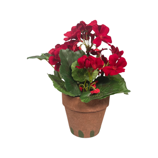 Red Potted Geranium