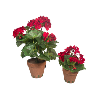 Red Potted Geranium