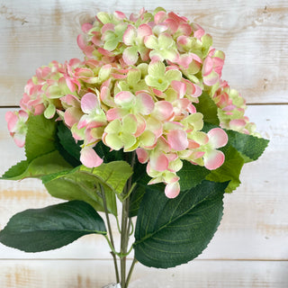 Blush and Green Hydrangea Bush