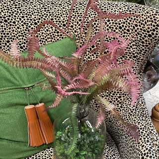 Rose Green Feather Fern Plant