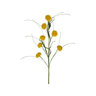 Yellow Queen Ann Grass Spray