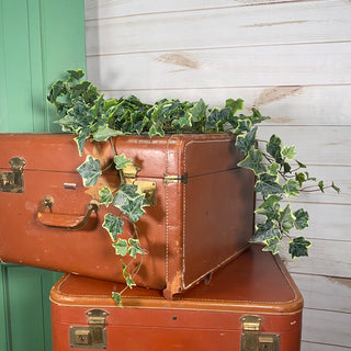 Large Variegated Ivy