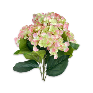 Blush and Green Hydrangea Bush
